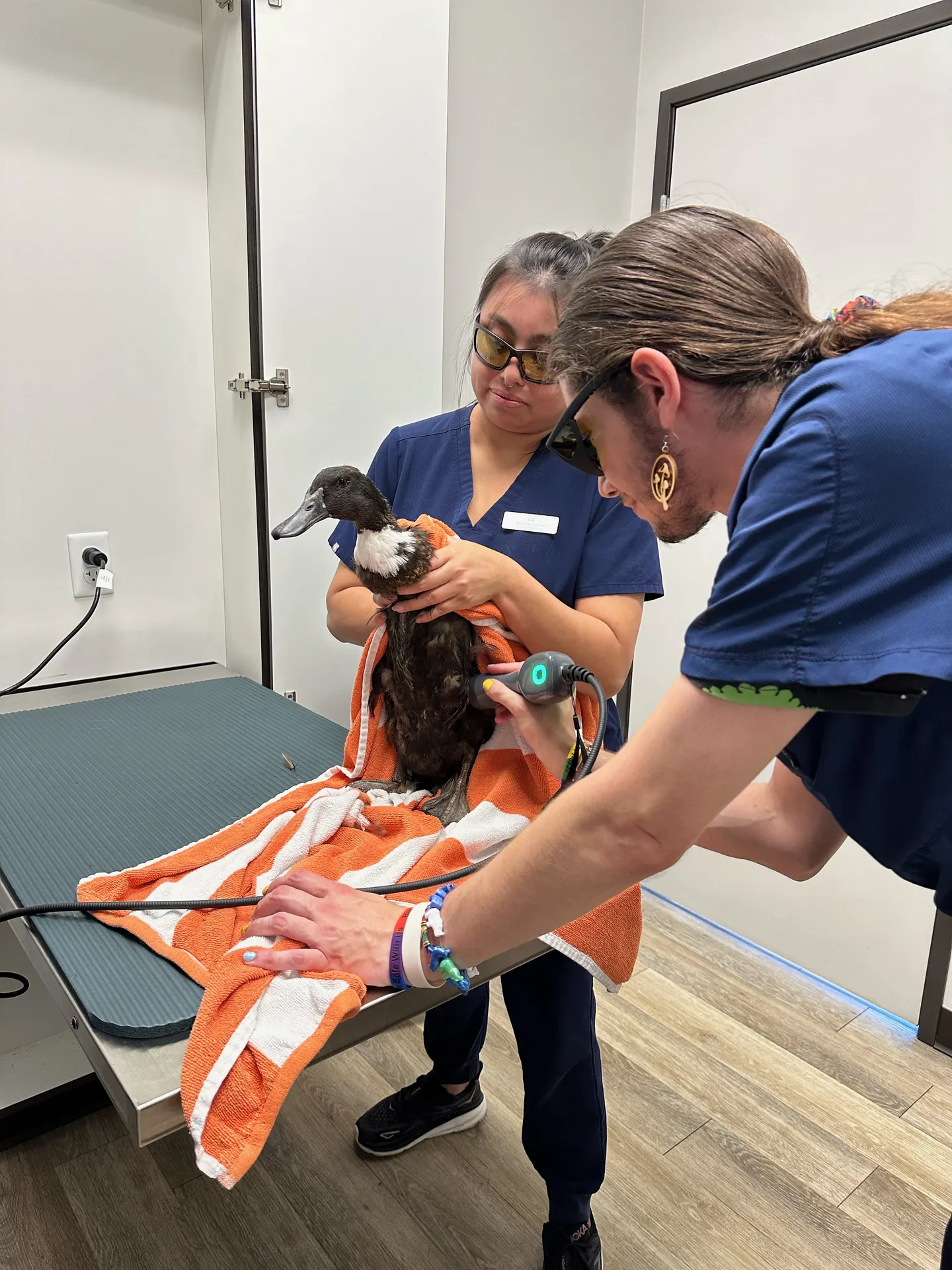Veterinarian examining a pet - rabies prevention and vaccination